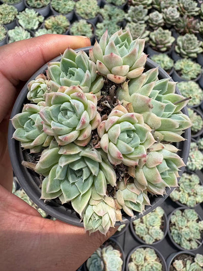 多肉植物 ヘレナ 36株セット 3号鉢 品番AD00176