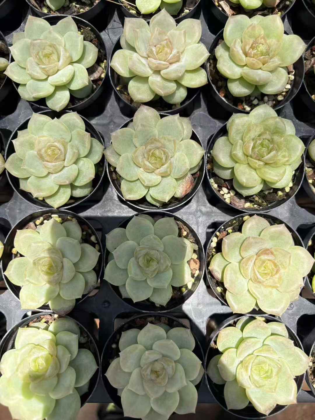 多肉植物 ローズゴールド 70株セット 2号鉢 品番AD00003