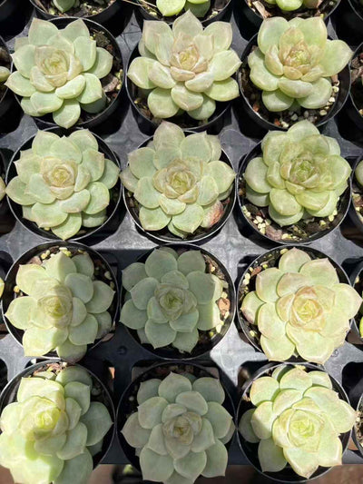 多肉植物 ローズゴールド 70株セット 2号鉢 品番AD00003