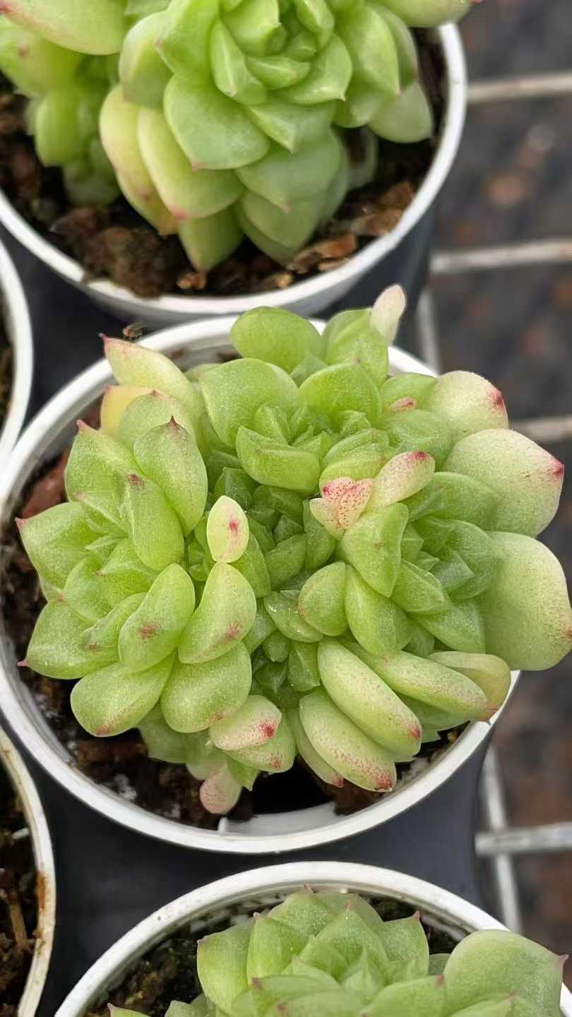 多肉植物 ヒョウスイ 50株セット 2号鉢 品番AE00041