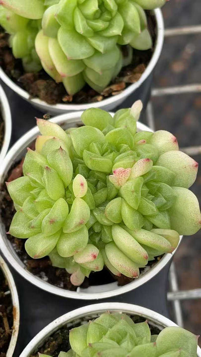 多肉植物 ヒョウスイ 50株セット 2号鉢 品番AE00041