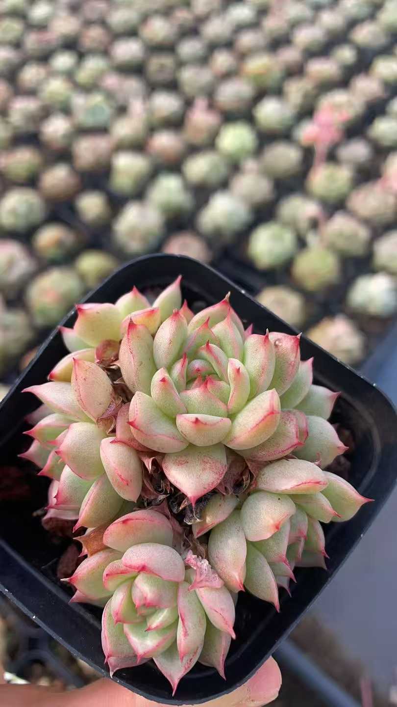 多肉植物 ムギワラ 50株セット 2.5号鉢 品番AE00002