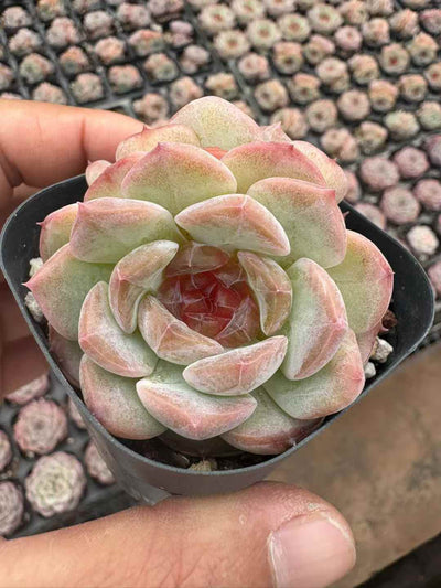 多肉植物 うんきゅうそうとう 50株セット 2.5号鉢 品番AD00245