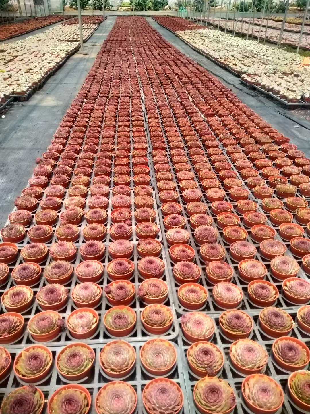 多肉植物 シンシュソウ 35株セット 3号鉢 品番ZG00019