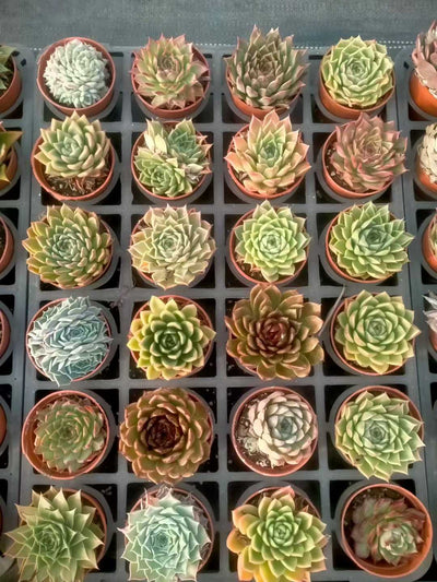 多肉植物 シンピンザ 35株セット 3号鉢 品番ZG00072