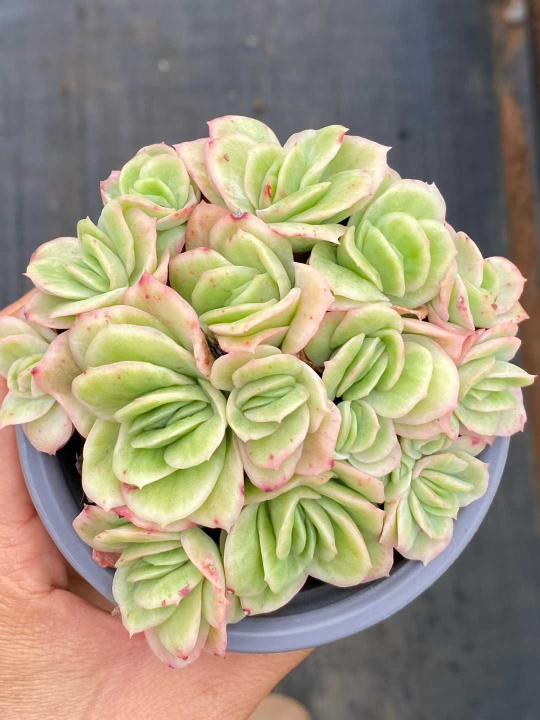 多肉植物 アイスローズ 18株セット 3号鉢 品番AA00159