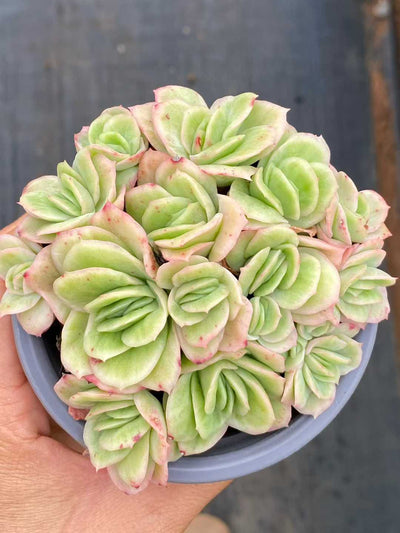 多肉植物 アイスローズ 18株セット 3号鉢 品番AA00159