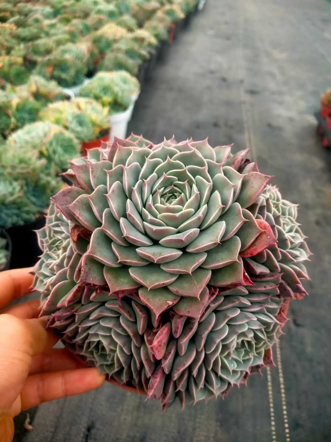 多肉植物 ハイリナ 12株セット 5号鉢 品番ZG00064