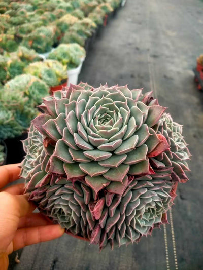 多肉植物 ハイリナ 12株セット 5号鉢 品番ZG00064