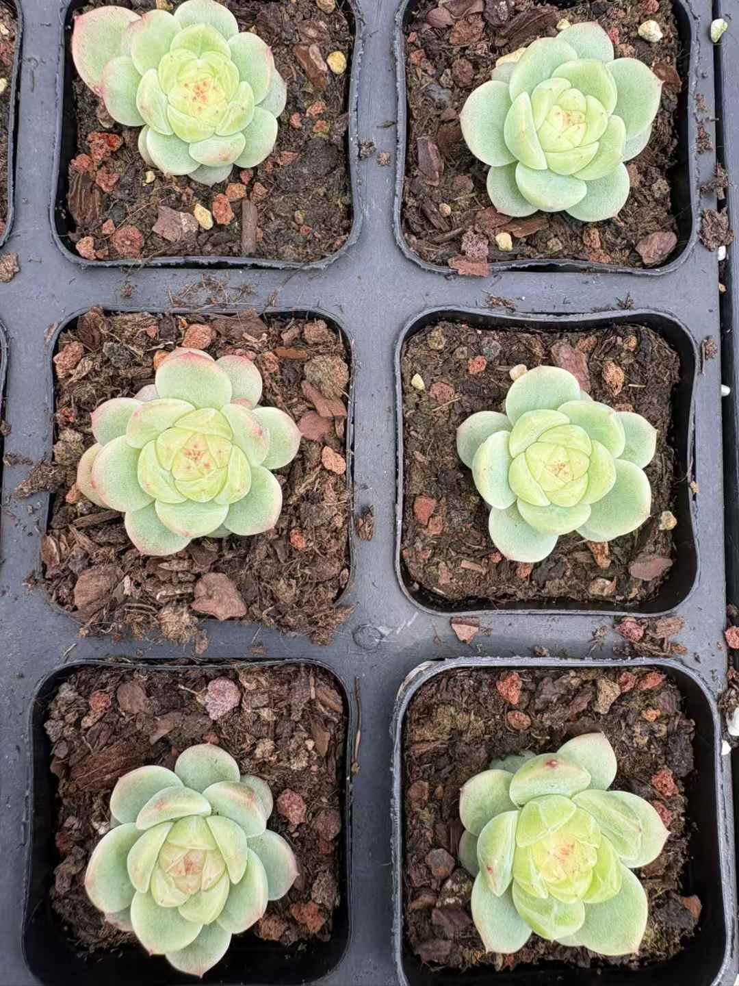 多肉植物 ほうれんとう 18株セット 2.5号鉢 品番AD00165