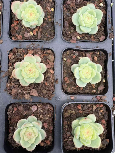 多肉植物 ほうれんとう 18株セット 2.5号鉢 品番AD00165