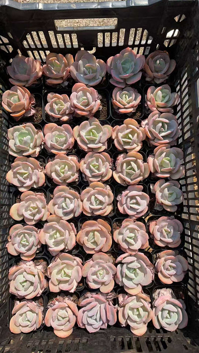 多肉植物 マルバフンホウ 50株セット 2.5号鉢 品番AE00020