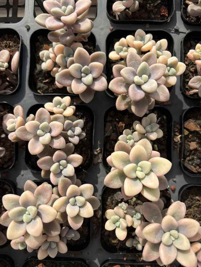 多肉植物 アランジン 50株セット 2.5号鉢 品番AD00042