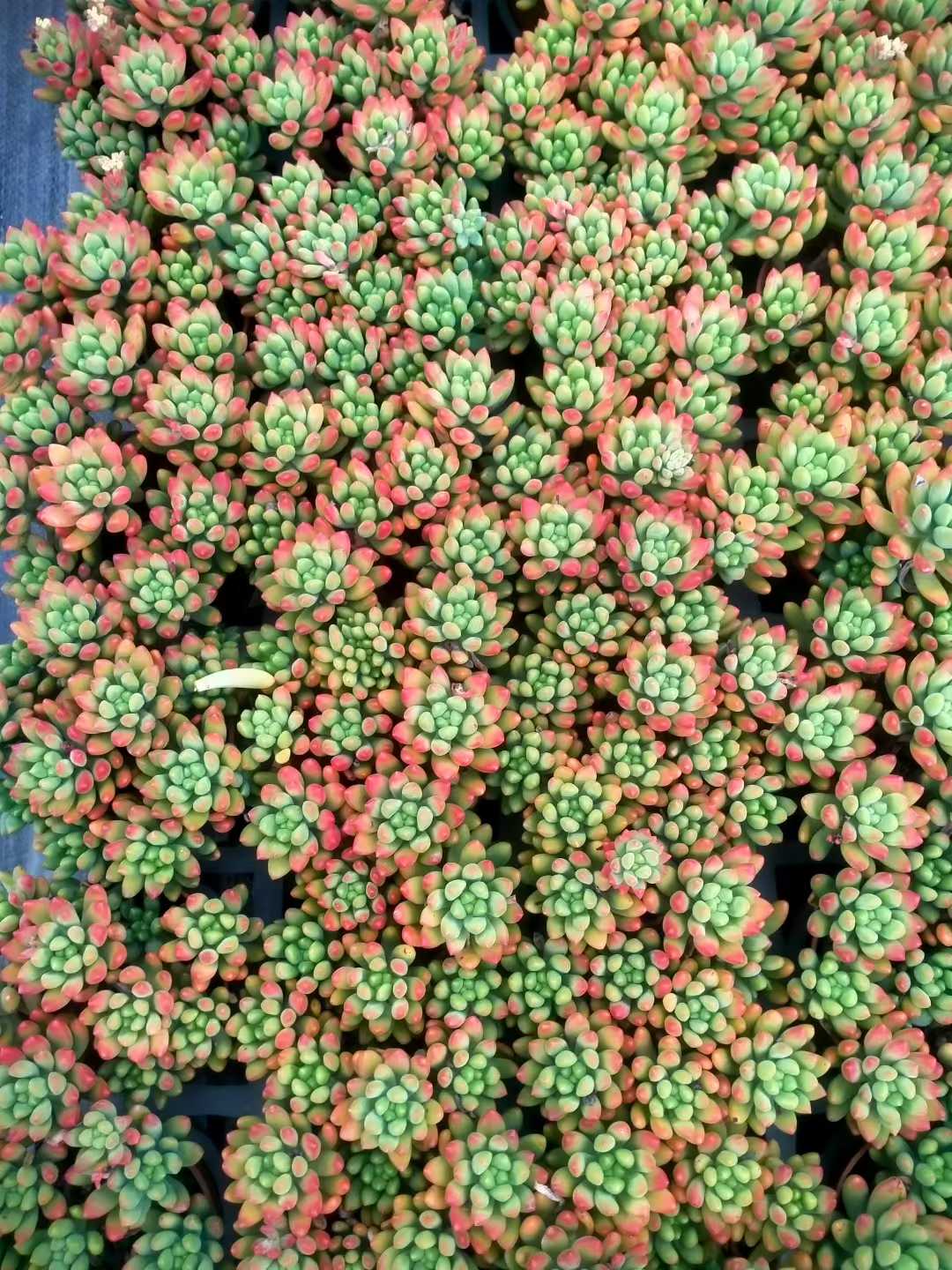 多肉植物 ハルモエ 35株セット 3号鉢 品番ZG00051