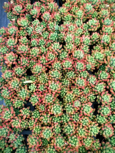 多肉植物 ハルモエ 35株セット 3号鉢 品番ZG00051