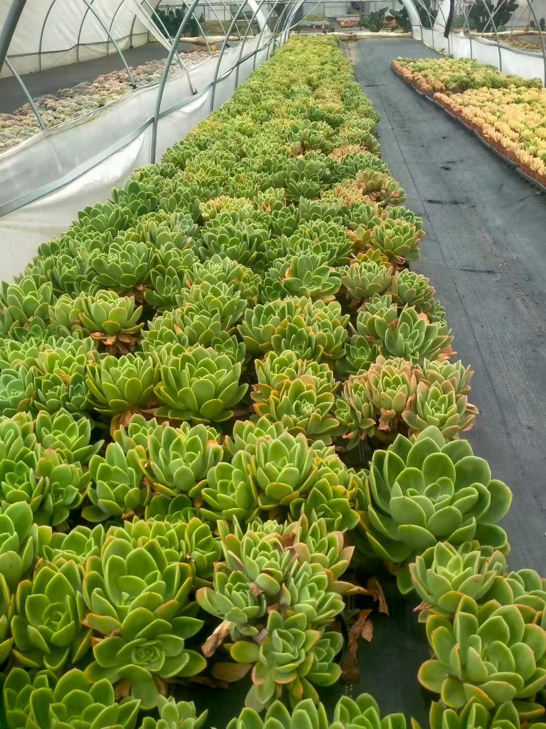 多肉植物 キンキ 12株セット 5号鉢 品番ZG00052
