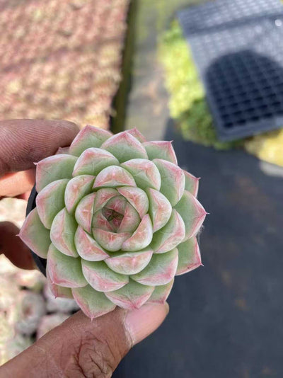 多肉植物 モモクンジョオウ55シャープ 54株セット 2号鉢 品番AF00052