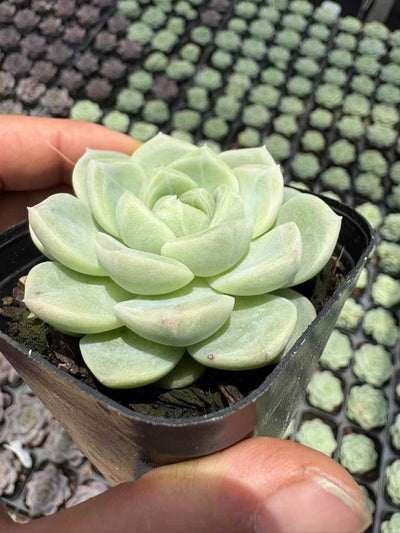 多肉植物 ぎょくとジェニー 50株セット 2.5号鉢 品番AD00038