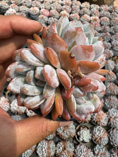 多肉植物 マリリンぐん 18株セット 3号鉢 品番AD00216