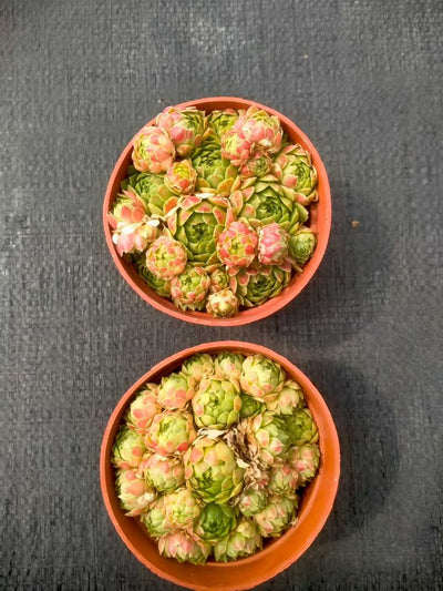 多肉植物 イチゴマキマキ 35株セット 3号鉢 品番ZG00009