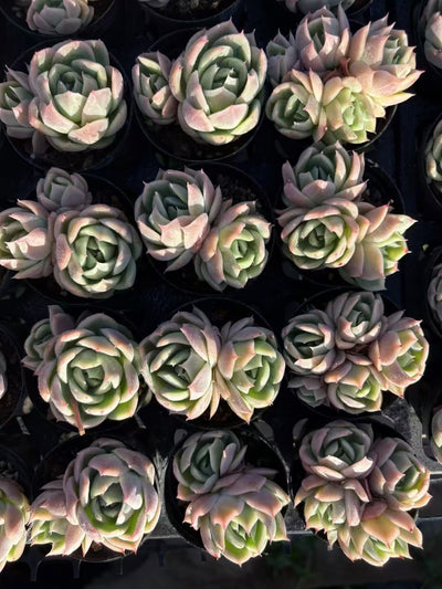 多肉植物 ファントム 50株セット 2号鉢 品番AD00019