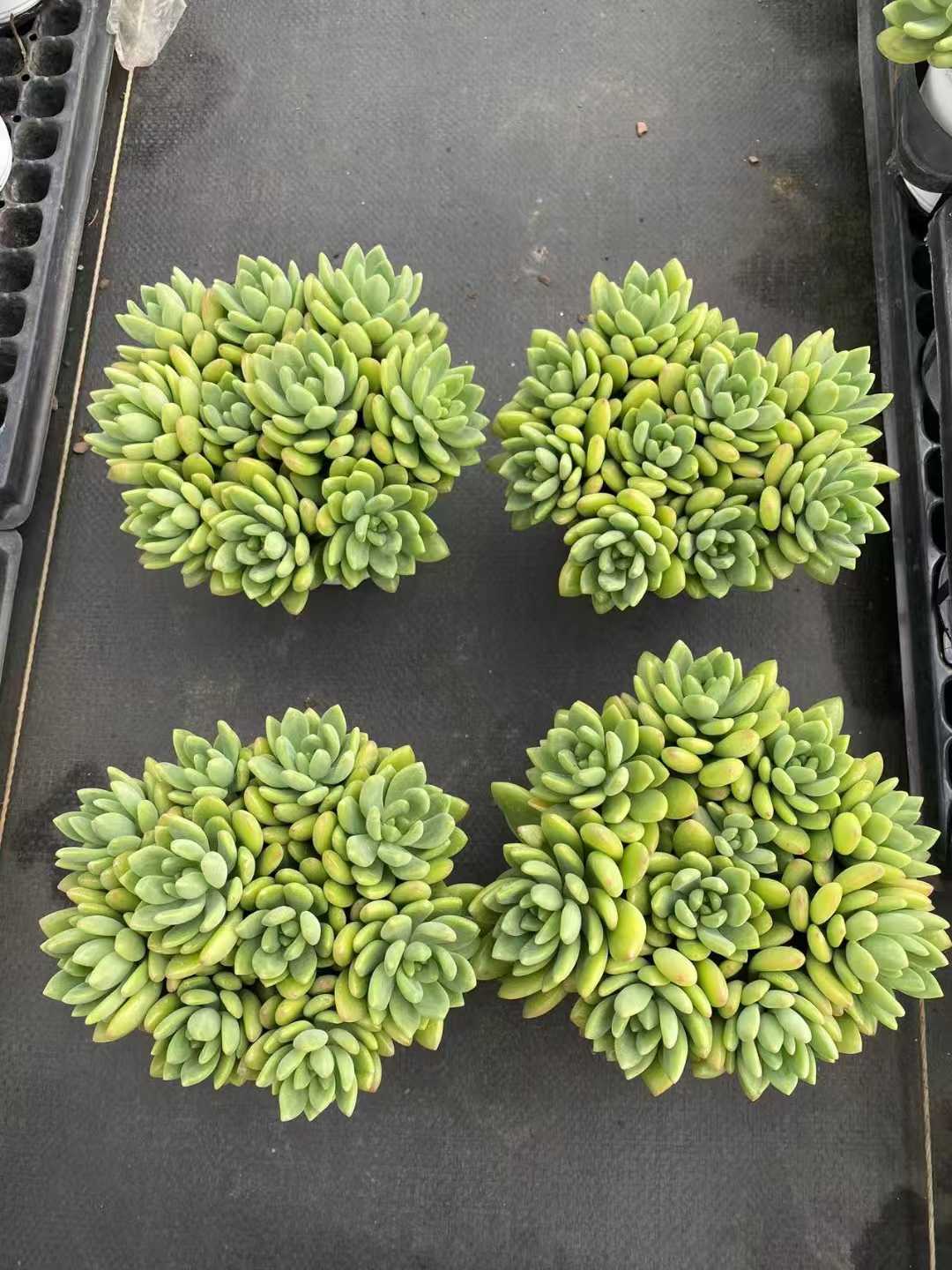 多肉植物 ハルモエコンビグン 30株セット 4号鉢 品番AF00013