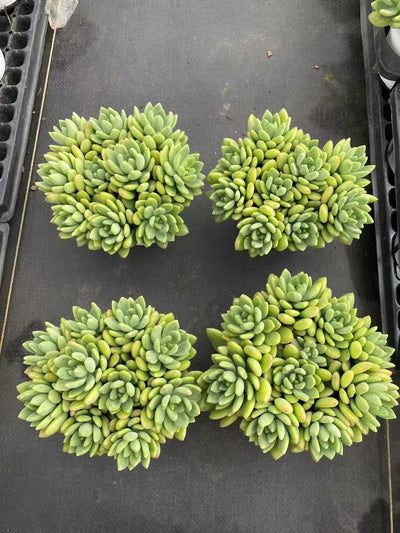 多肉植物 ハルモエコンビグン 30株セット 4号鉢 品番AF00013