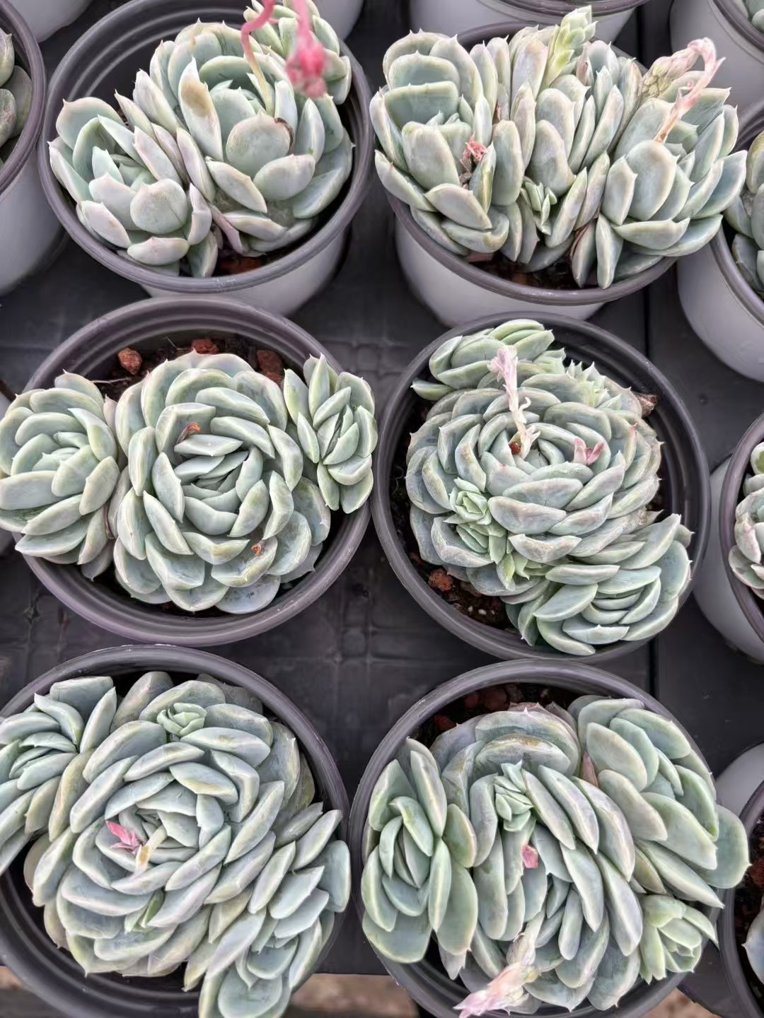 多肉植物 セイナ 36株セット 3号鉢 品番AD00145