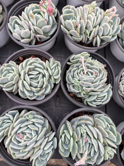 多肉植物 セイナ 36株セット 3号鉢 品番AD00145