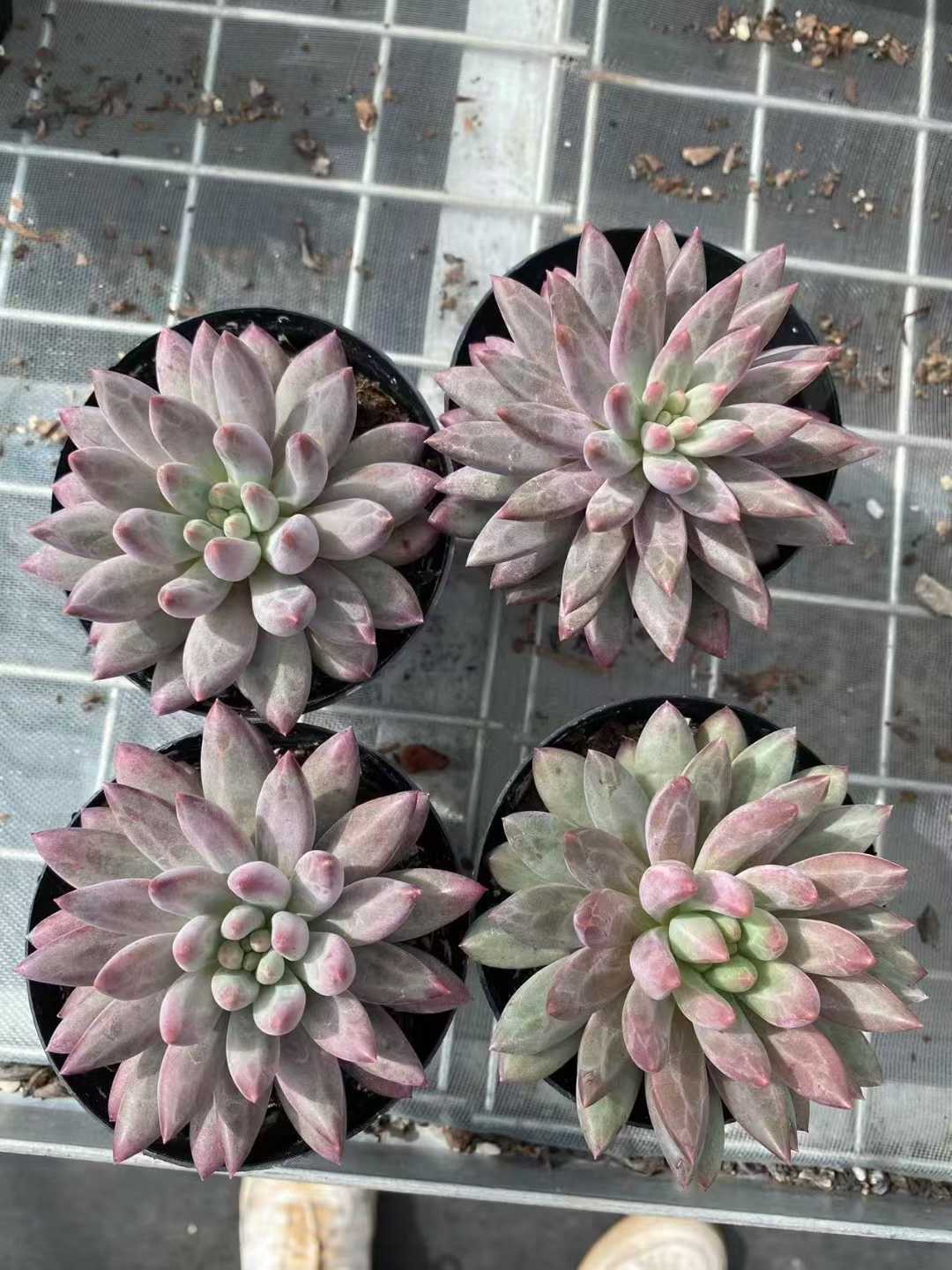 多肉植物 チェリー 35株セット 3号鉢 品番AF00041