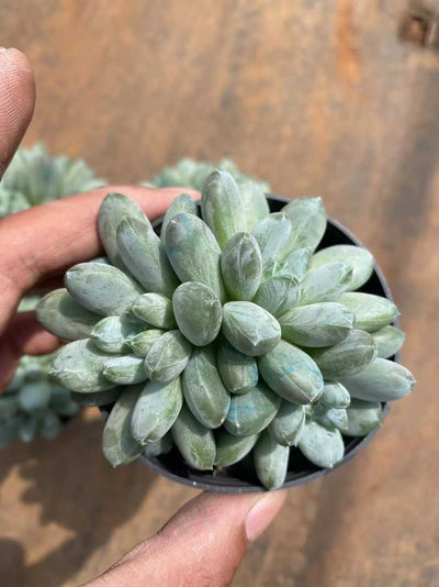 多肉植物 ミドリシンビジン 35株セット 3号鉢 品番AF00044