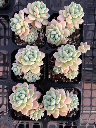 多肉植物 ソフトフレグランス 50株セット 2.5号鉢 品番AD00109