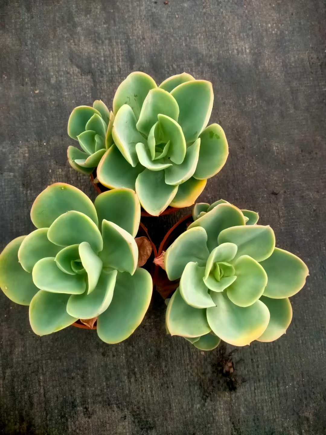 多肉植物 ヒトエモモ 35株セット 3号鉢 品番ZG00020