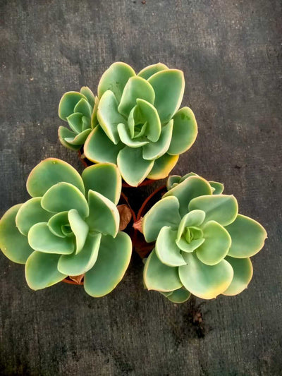 多肉植物 ヒトエモモ 35株セット 3号鉢 品番ZG00020