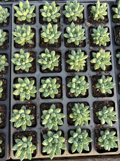 多肉植物 へきぎょく 50株セット 2.5号鉢 品番AD00238