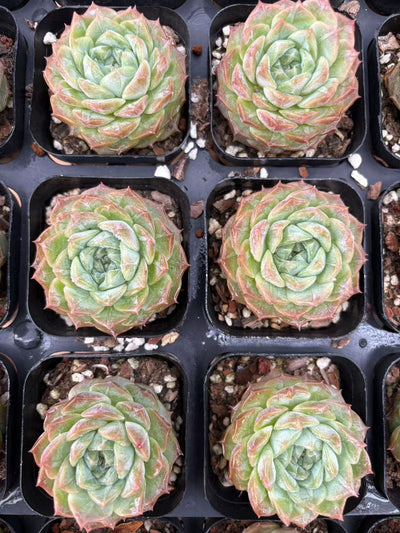 多肉植物 ゼリーソフトキャンディ 50株セット 2.5号鉢 品番AD00054