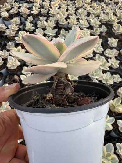 多肉植物 しゅうえんにしき 15株セット 4号鉢 品番AD00152