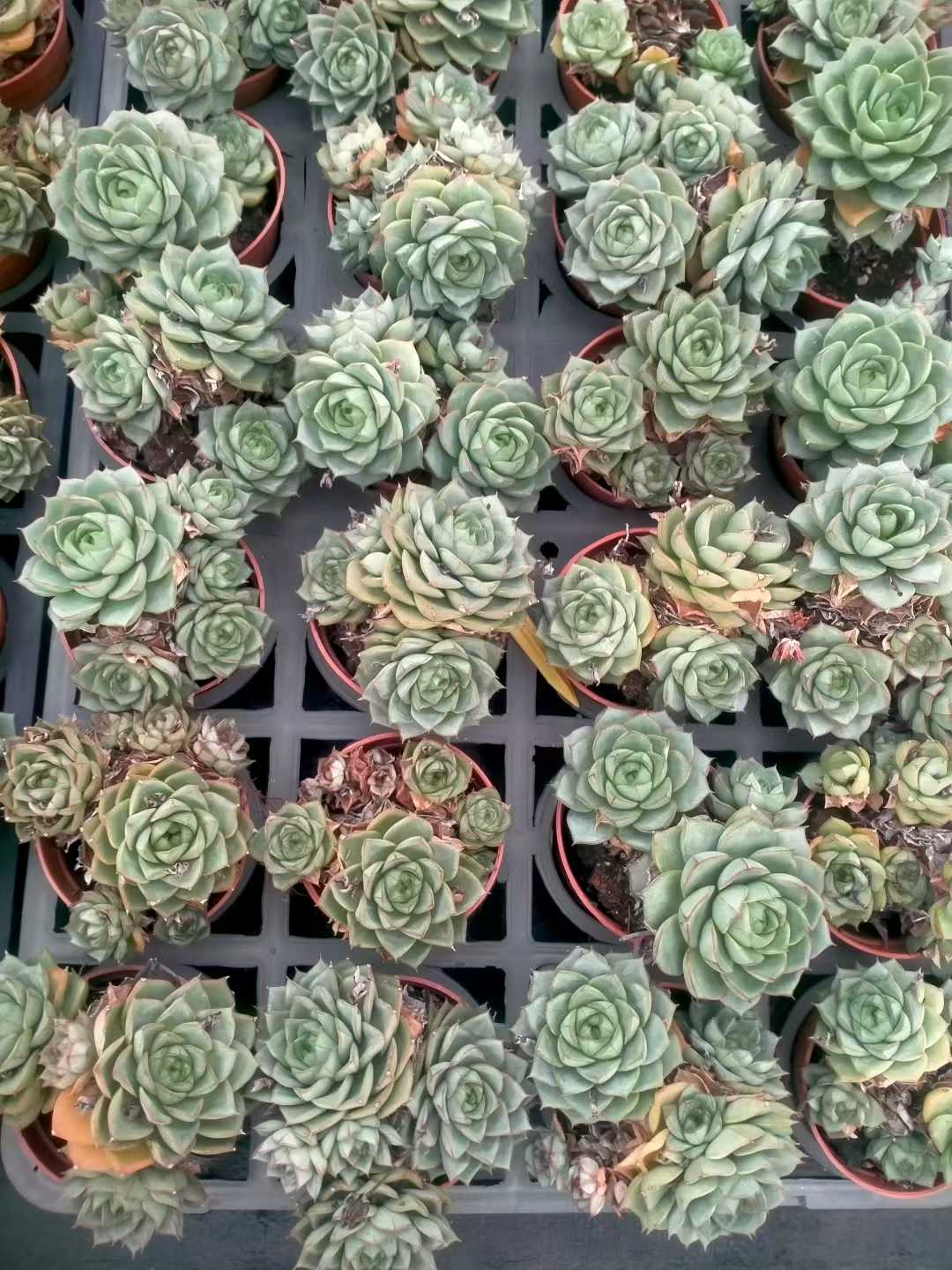 多肉植物 ファビオラ 35株セット 3号鉢 品番ZG00026