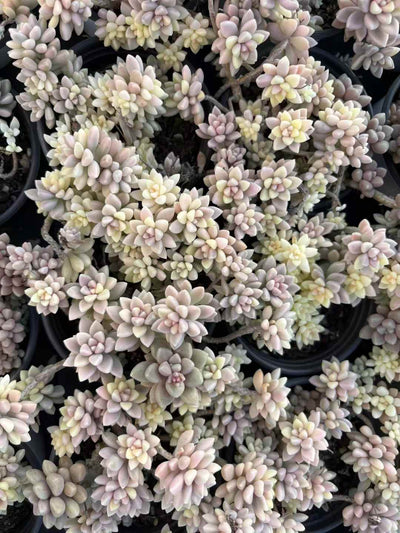 多肉植物 キシュウれんにしき 30株セット 3号鉢 品番AD00233