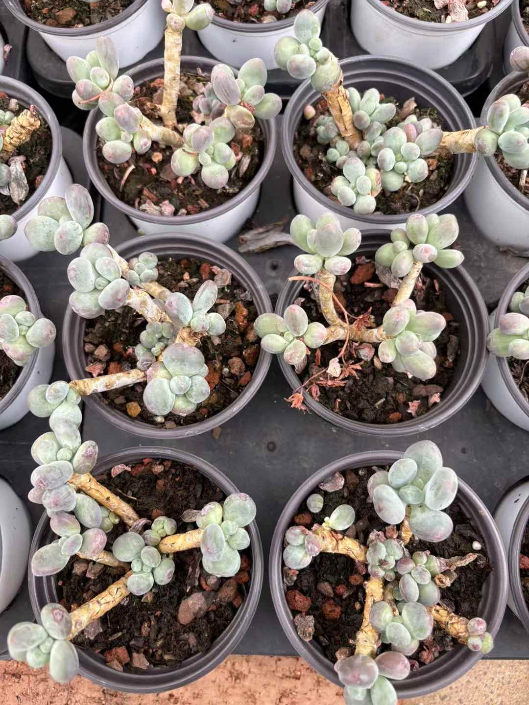 多肉植物 りんごミルク 36株セット 3号鉢 品番AD00130