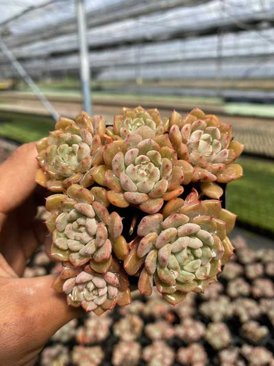 多肉植物 カワイイポッポグン 54株セット 2.5号鉢 品番AF00023