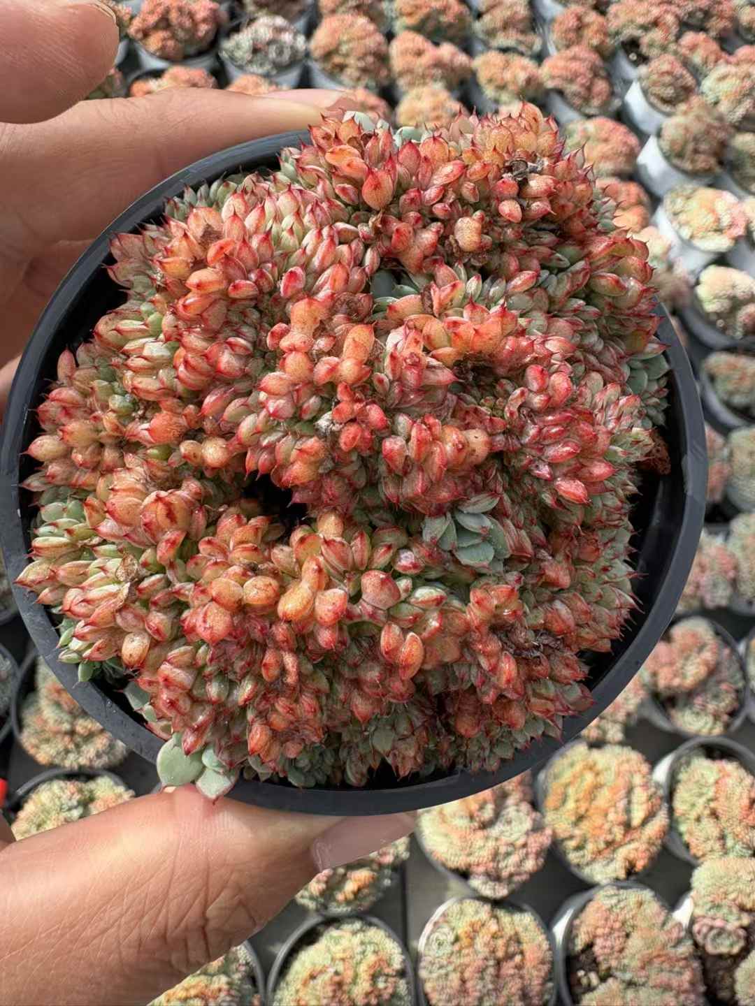 多肉植物 キレンけい 18株セット 3号鉢 品番AD00221