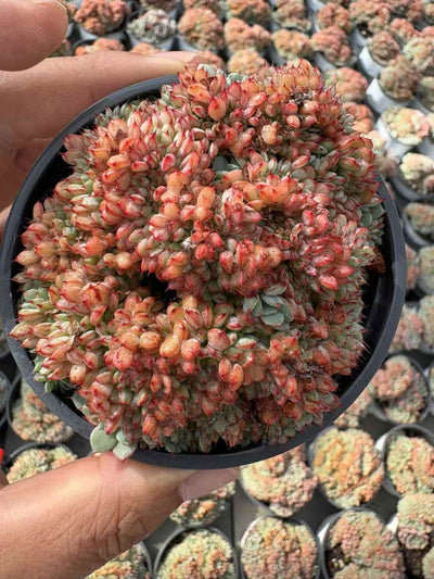 多肉植物 キレンけい 18株セット 3号鉢 品番AD00221