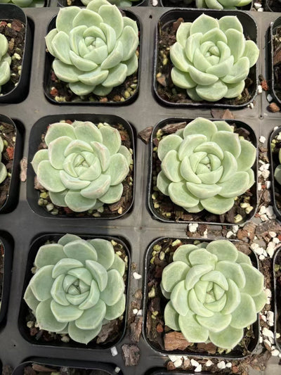 多肉植物 ぎょくとジェニー 50株セット 2.5号鉢 品番AD00075