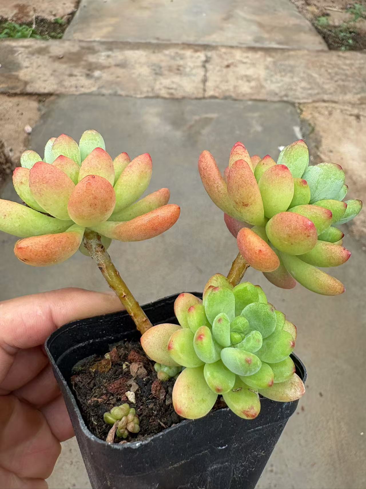 多肉植物 シャングリラ 50株セット 2.5号鉢 品番AD00057