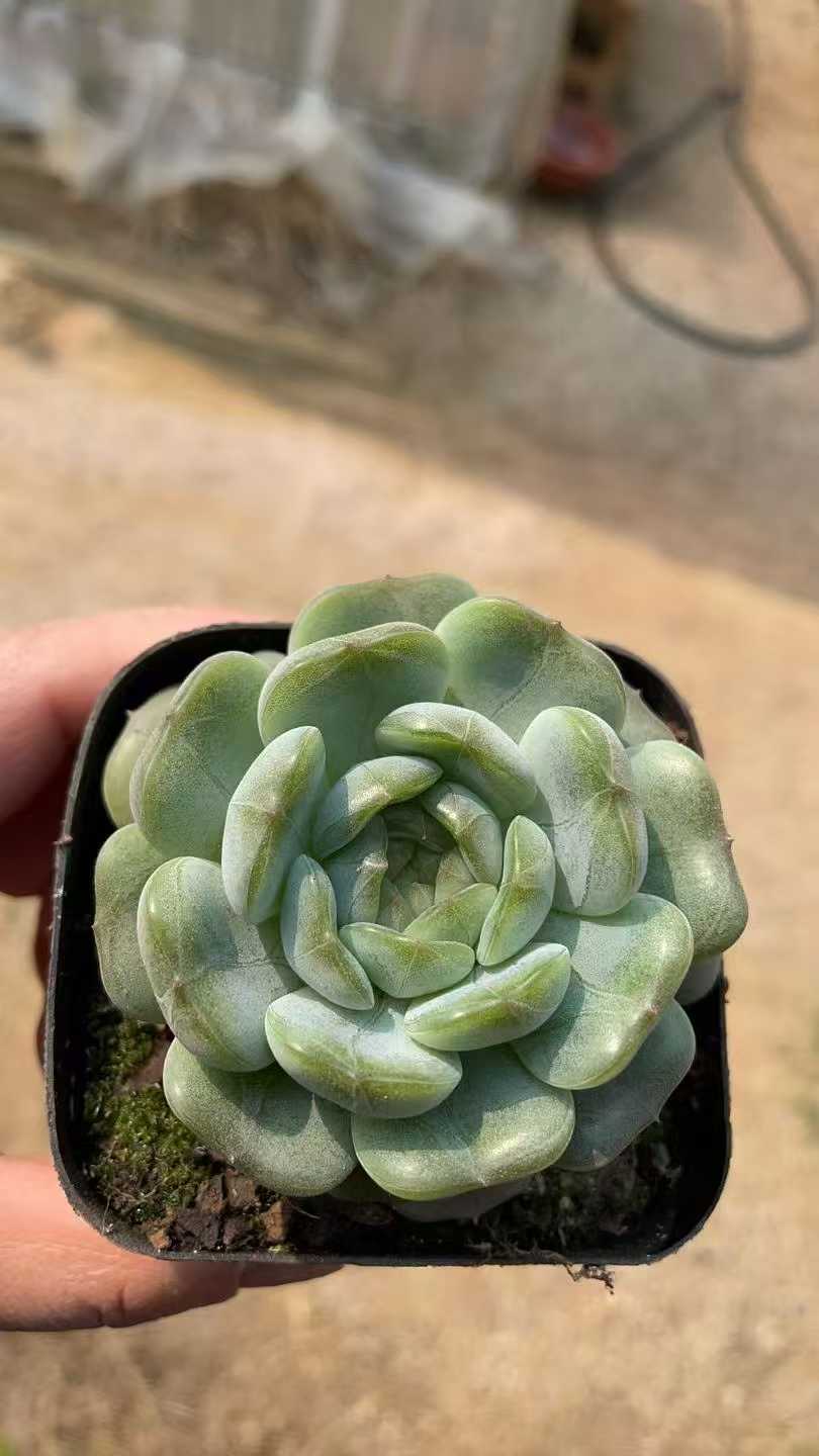 多肉植物 ハクレン 50株セット 2.5号鉢 品番AE00019