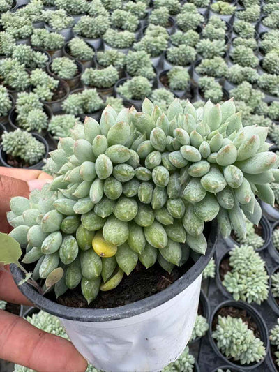 多肉植物 ライムビジンけい 18株セット 3号鉢 品番AD00218