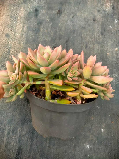 多肉植物 メイゲツ 12株セット 5号鉢 品番ZG00024