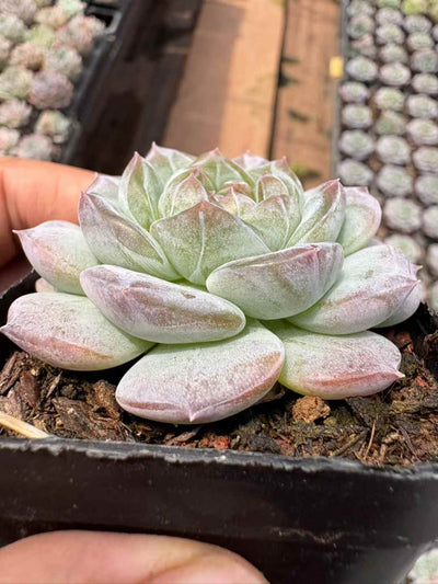 多肉植物 バントゥーラ 50株セット 2.5号鉢 品番AD00190