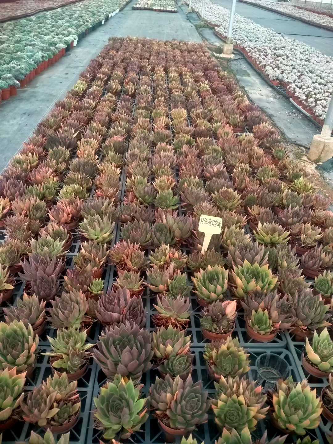 多肉植物 ショウシャキヘイ 24株セット 4号鉢 品番ZG00047